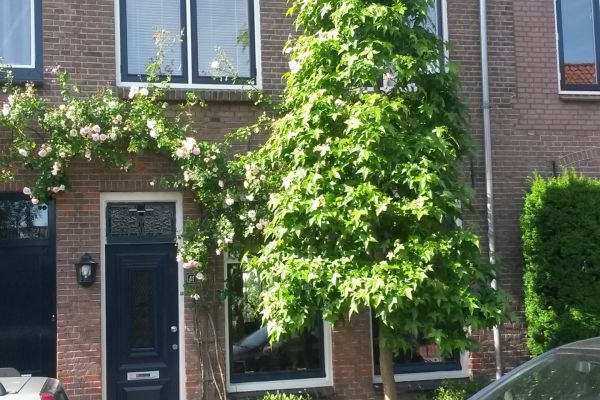 Westerstraat 41